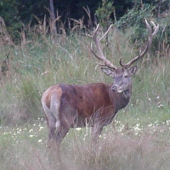Cervus elaphus