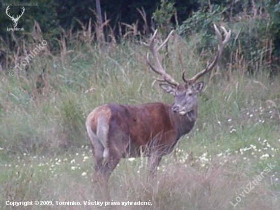 Cervus elaphus
