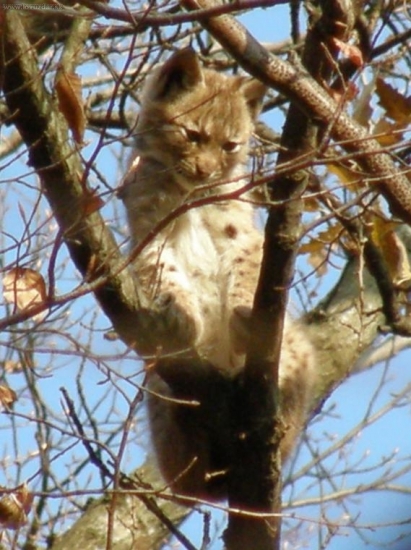 Rys na spoločnej poľovačke