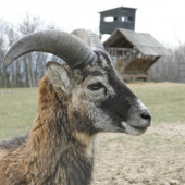 čertík
