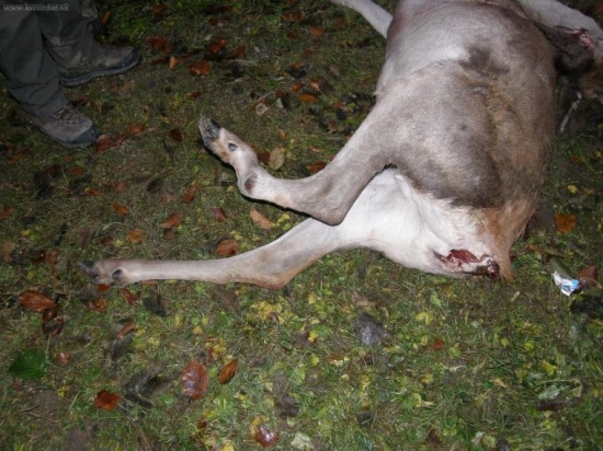 Jelenica zo starou ranou