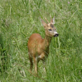 čo to má pri pučnici?