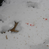 Ešte teplý (kamratov)