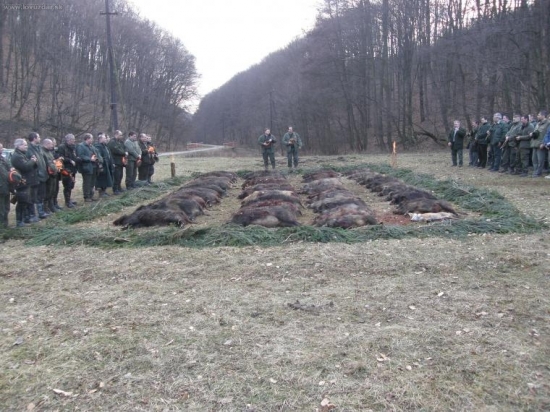 Spoločná poľovačka 47Ks diviakov a 2 lišky