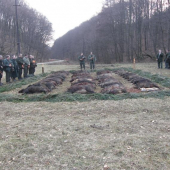 Spoločná poľovačka 47Ks diviakov a 2 lišky