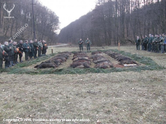 Spoločná poľovačka 47Ks diviakov a 2 lišky