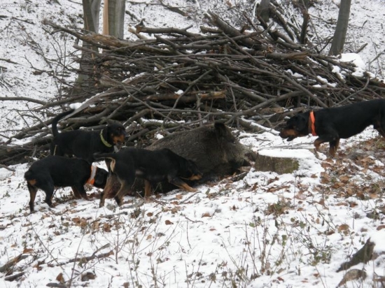 Práca kopovov na postrelenom diviakovi