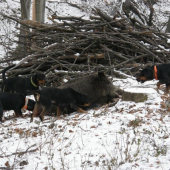 Práca kopovov na postrelenom diviakovi