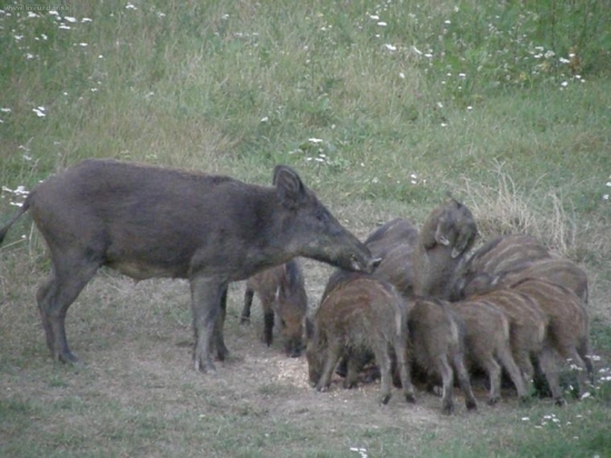 Keď sa motá okolo matkineho rypáka