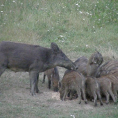Keď sa motá okolo matkineho rypáka