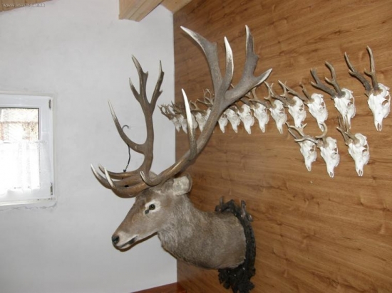 Zlaté zhody na lebke