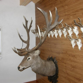 Zlaté zhody na lebke