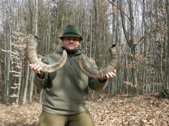 Keď nie parohy tak aspon rohy