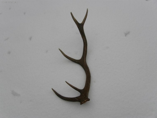 Konečne tohoročný