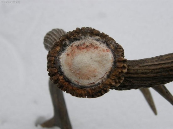 Tohoročný 10torák