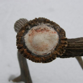 Tohoročný 10torák