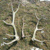 Kamaratov uspech, všetko staré