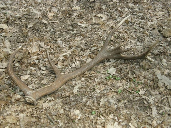 Jančiho krasny zhod