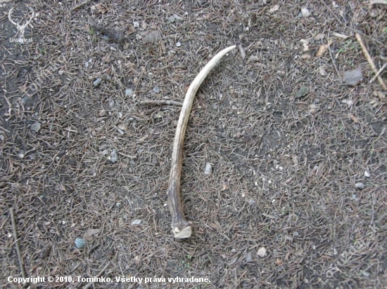 Špicák 40cm