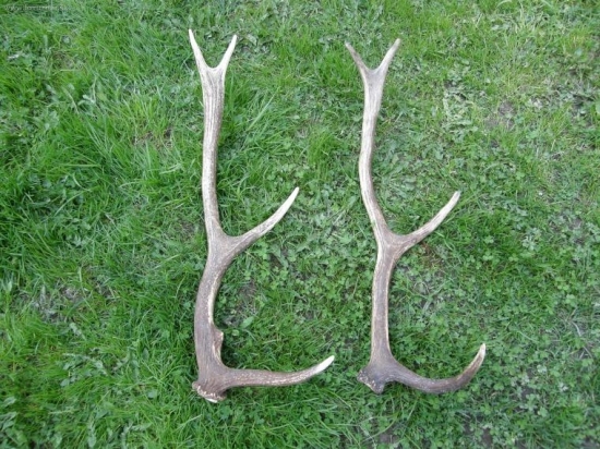 Že by príbuzný? Najdený od seba cca 10km