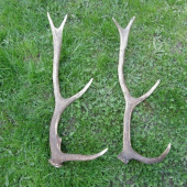 Že by príbuzný? Najdený od seba cca 10km