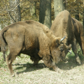 Súboj dvoch zubrých býkov