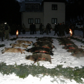 Úspešná poľovačka