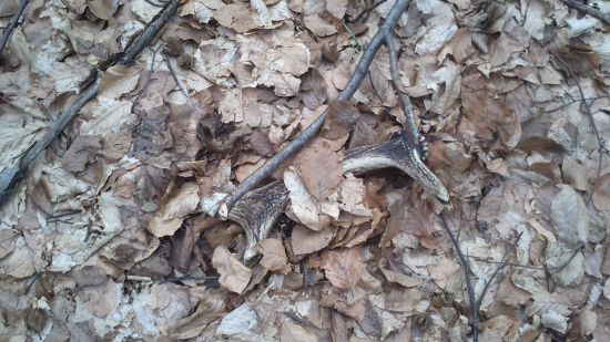 Starý, ale poteší