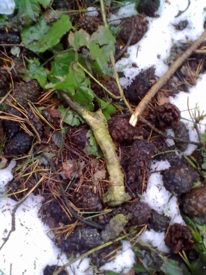 Taky stary srnci aj to potesi