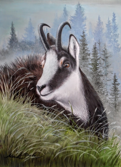 Kamzík-portrét