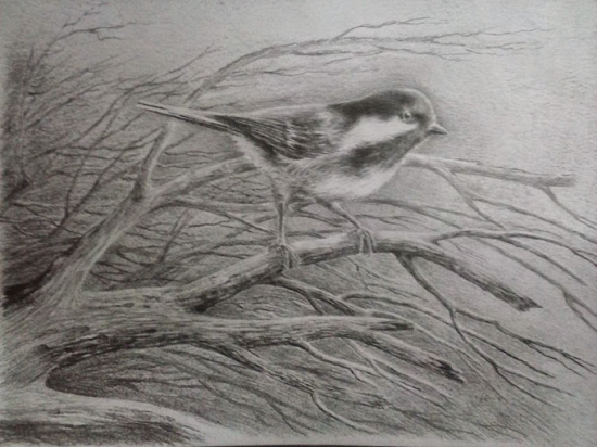 Môj obľúbený vtáčik