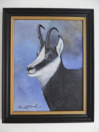 Kamzík,portrét
