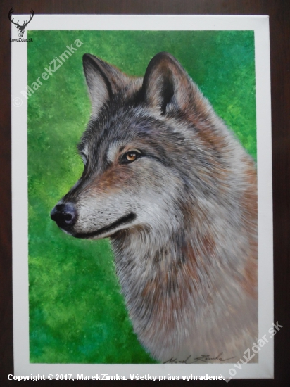 Portrét vlka