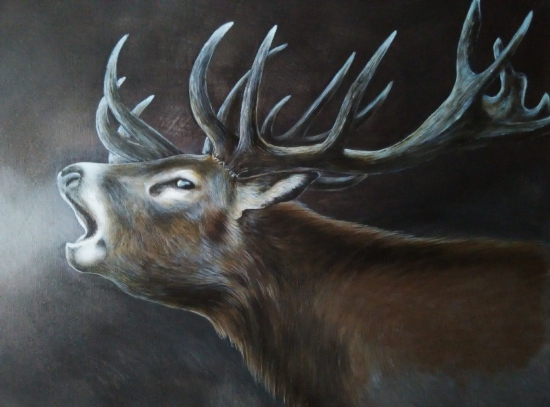 Portrét jeleňa v ruji