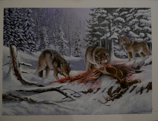 Drsnosť prirody-hlad vlkov