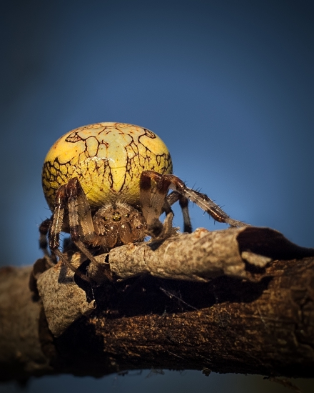 Križiak dvojfarebný