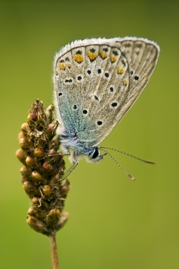 Ohniváček modrolesklý
