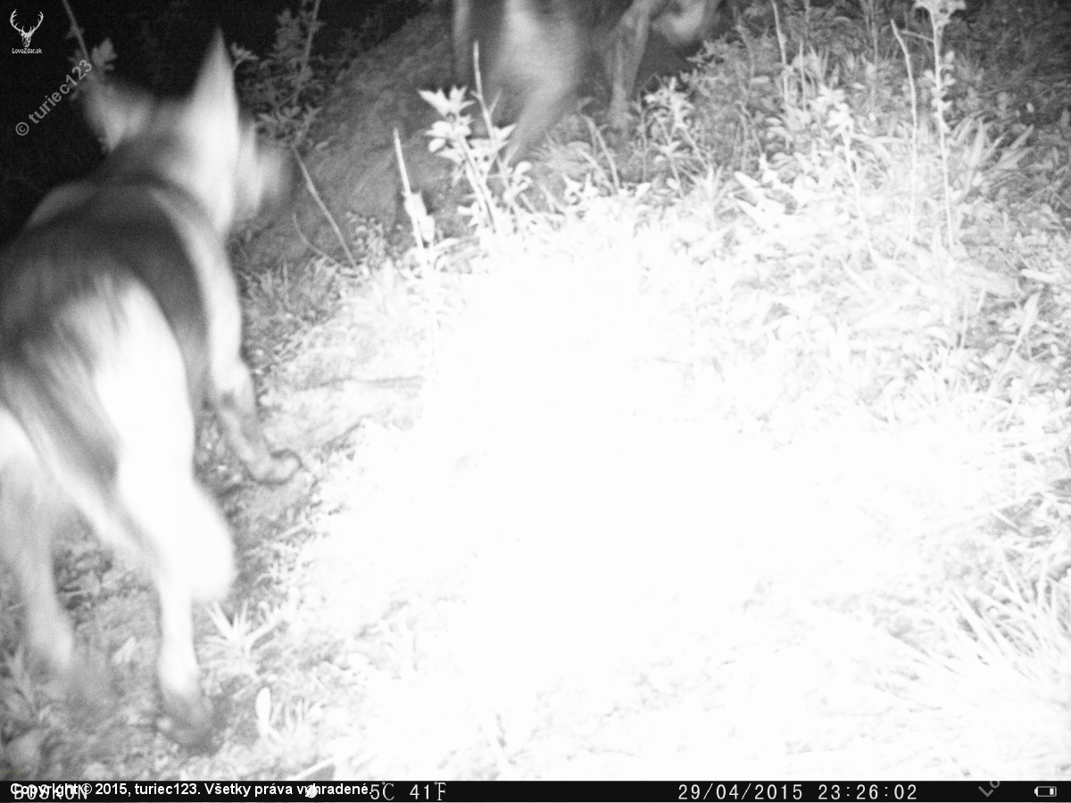 ANO - strielajte tulavych psov