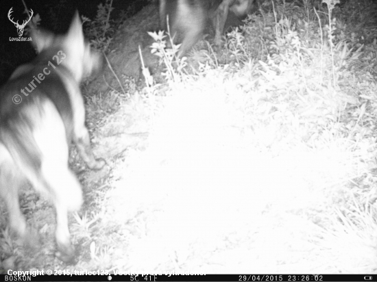 ANO - strielajte tulavych psov