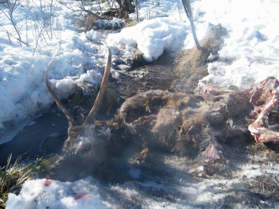 Vysoko chovný a nádejný jeleň