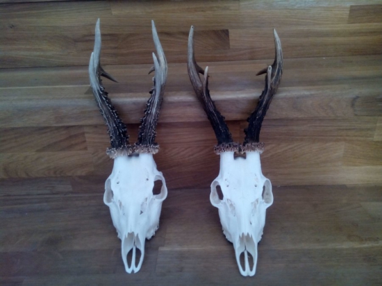 moji dva letošní srnci 2015