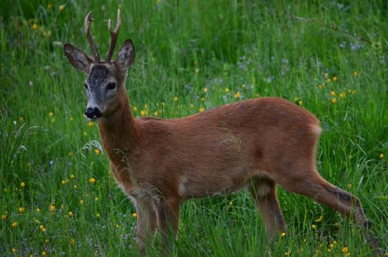 Obozretny