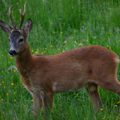Obozretny