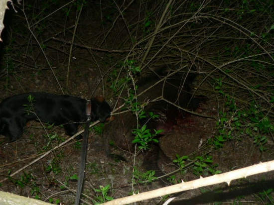 uspešná dohľadávka