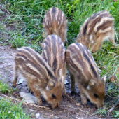 Hladoši