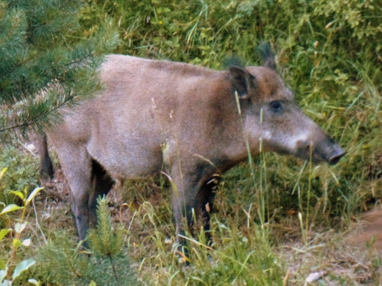 Kanček..
