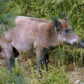 Kanček..