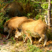 Budeme pekné svinky..