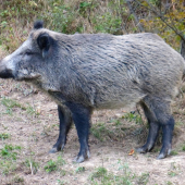 Kráska v čižmách..