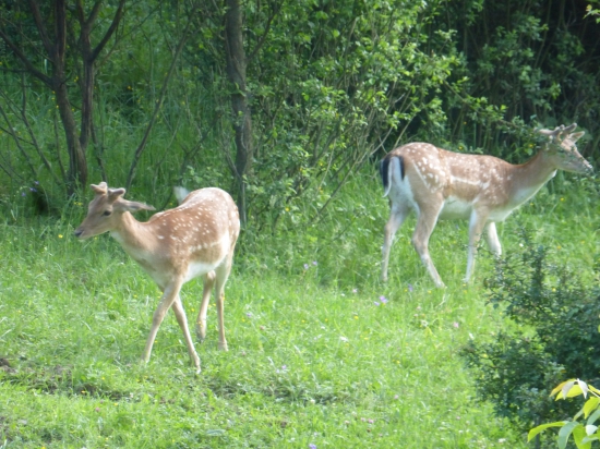 fešáci :)